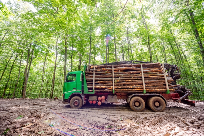 Tăierile ilegale și furtul de lemne se vor pedepsi mai aspru