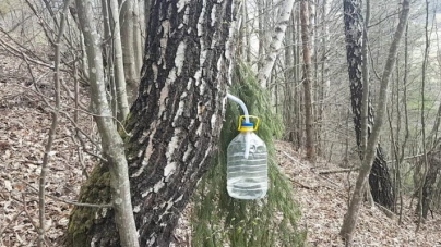 Seva de mesteacăn, elixirul asteniei de primăvară