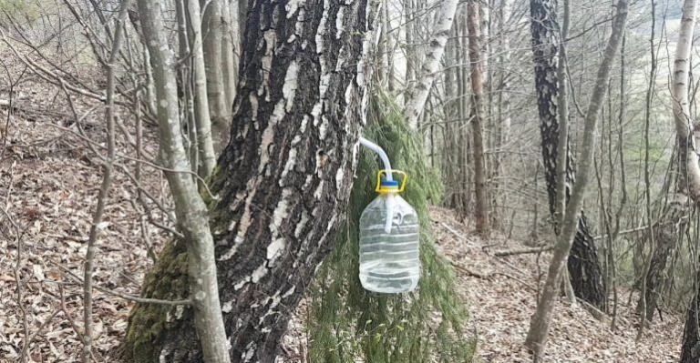 Seva de mesteacăn, elixirul asteniei de primăvară