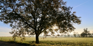 Amenzi mari pentru tăierea copacilor protejați de lege