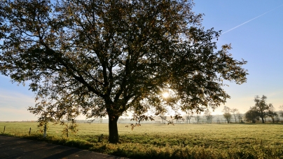 Amenzi mari pentru tăierea copacilor protejați de lege