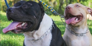 Noi reguli pentru proprietarii de câini agresivi