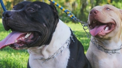 Noi reguli pentru proprietarii de câini agresivi