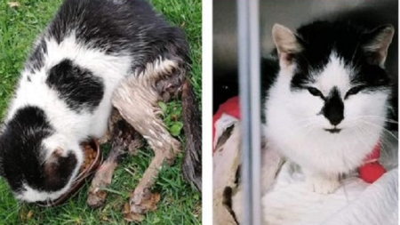 Când e nevoie de 1.000 de oameni care să repare ce a stricat unul singur: o pisicuță împușcată se chinuie să trăiască