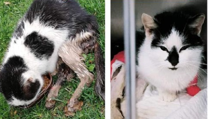 Când e nevoie de 1.000 de oameni care să repare ce a stricat unul singur: o pisicuță împușcată se chinuie să trăiască