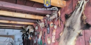 Trofee de cerb și căprior, confiscate în urma unor percheziții la Borșa