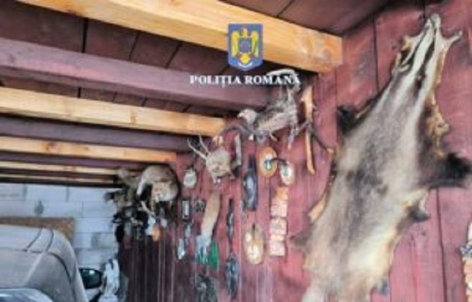 Trofee de cerb și căprior, confiscate în urma unor percheziții la Borșa