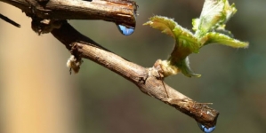 De ce plânge vița-de-vie primăvara