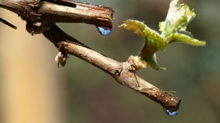 De ce plânge vița-de-vie primăvara