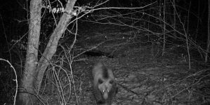 Imagini spectaculoase cu fauna sălbatică, surprinse în Cheile Lăpușului