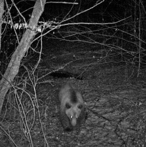 Imagini spectaculoase cu fauna sălbatică, surprinse în Cheile Lăpușului