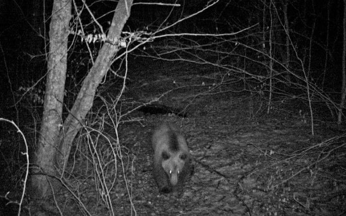 Imagini spectaculoase cu fauna sălbatică, surprinse în Cheile Lăpușului