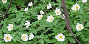 Legendele Păștiței, floarea sacră a primăverii