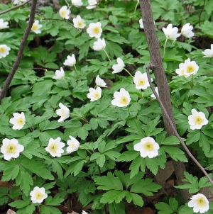 Legendele Păștiței, floarea sacră a primăverii