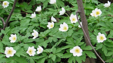 Legendele Păștiței, floarea sacră a primăverii