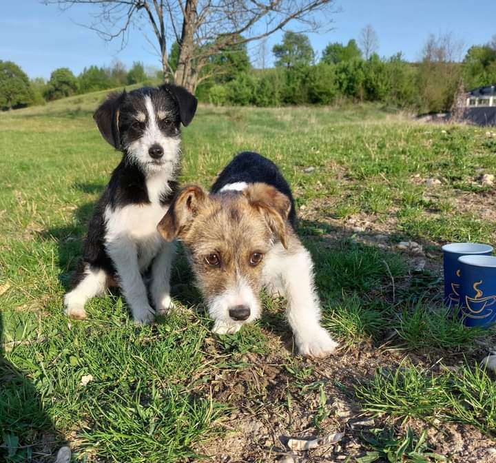 Animalele abandonate, victimele nepăsării oamenilor