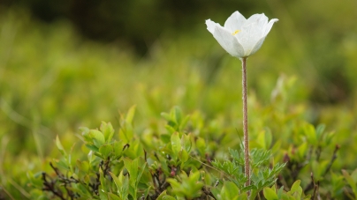 Personalități maramureșene de ieri și de azi, născute în luna aprilie-Artur Coman