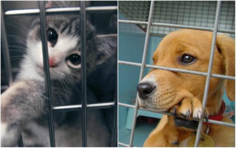Animalele Fără Stăpân au o Zi Internațională, doar a lor