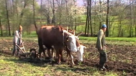 Primul ieșit la arat, ritualuri păstrate din vechime