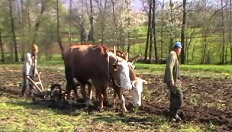 Primul ieșit la arat, ritualuri păstrate din vechime
