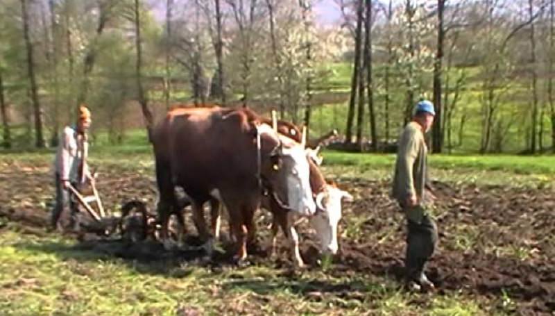 Primul ieșit la arat, ritualuri păstrate din vechime