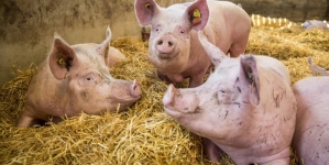 Crescătorii de porci vor primi în 2024 un ajutor majorat