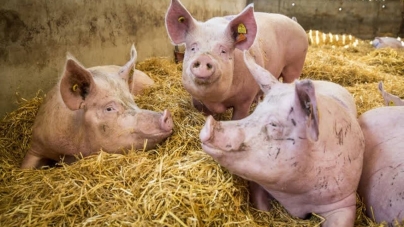 Crescătorii de porci vor primi în 2024 un ajutor majorat