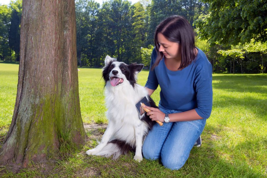Temperaturile calde aduc căpușele printre oameni și animalele de companie