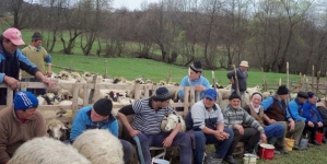 „Măsurișul oilor”, cel mai vechi obicei pastoral din Maramureș