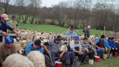 „Măsurișul oilor”, cel mai vechi obicei pastoral din Maramureș