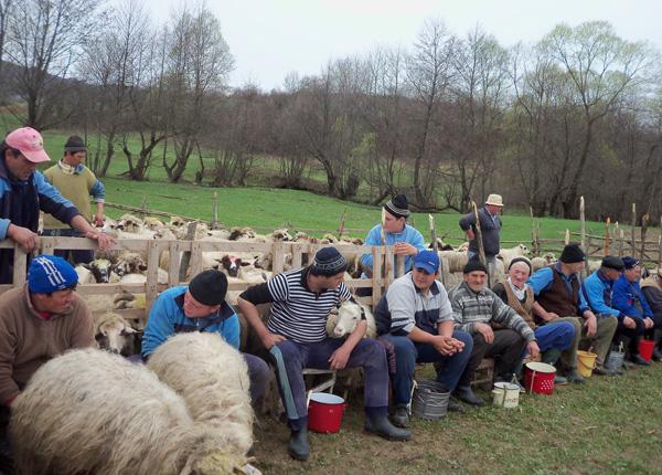 „Măsurișul oilor”, cel mai vechi obicei pastoral din Maramureș