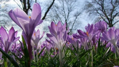 Se răcește vremea considerabil în tot Maramureșul