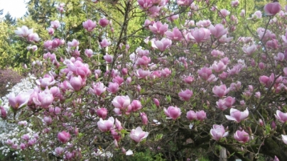 Magnolia, copacul aducător de noroc și prosperitate