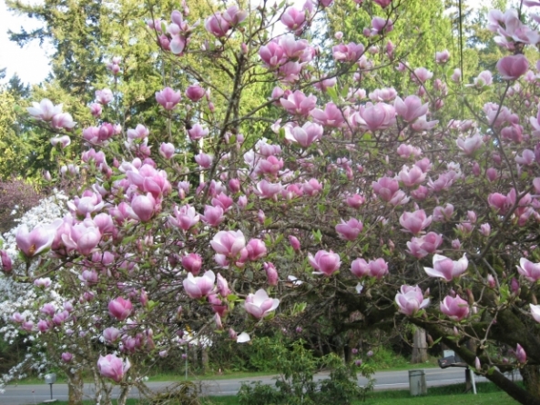 Magnolia, copacul aducător de noroc și prosperitate