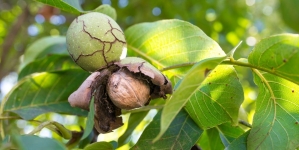 Vechi legende legate de nuc. De ce se credea că nu e bine să plantezi acest copac