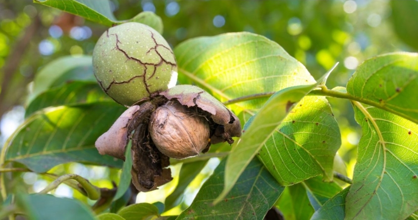 Vechi legende legate de nuc. De ce se credea că nu e bine să plantezi acest copac