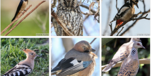 1 aprilie, Ziua Internațională a Păsărilor