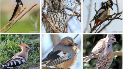 1 aprilie, Ziua Internațională a Păsărilor