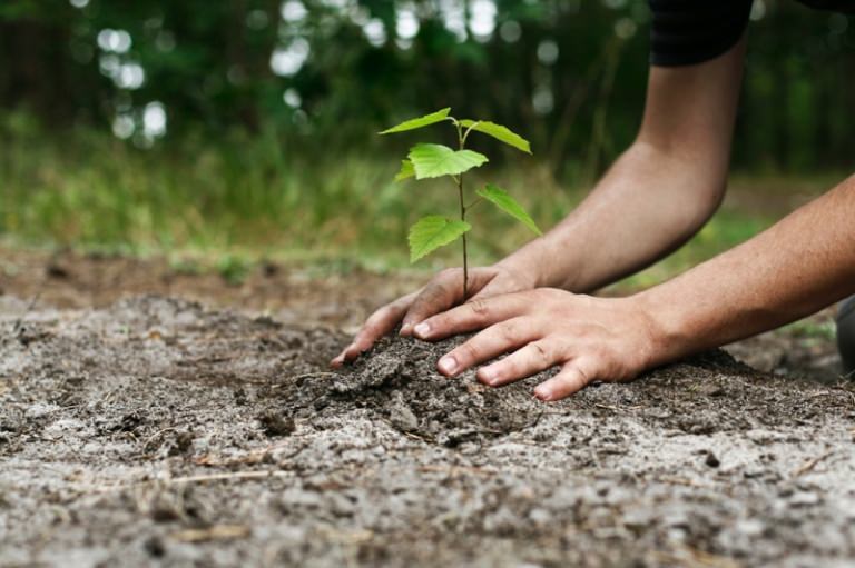 2.000 de puieți de stejar și frasin, plantați la Ocolul Silvic Șomcuta Mare