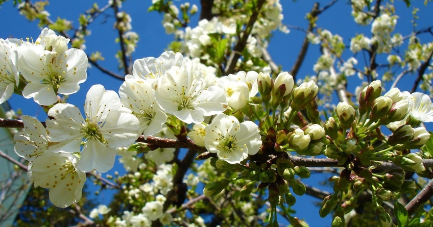 Legendele lunii aprilie