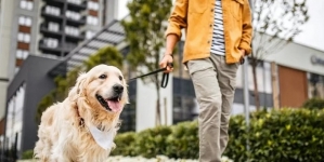 Se modifică legislația pentru stăpânii de câini