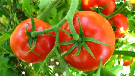 Ajutor de stat pentru cultivatorii de roșii în spații protejate