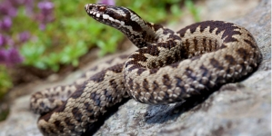 Șerpii, un real pericol pe munte. Ce recomandă salvamontiștii