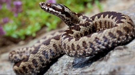 Șerpii, un real pericol pe munte. Ce recomandă salvamontiștii