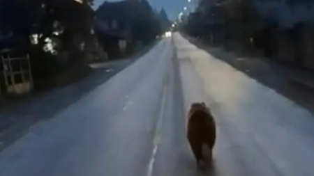 Ce s-a întâmplat cu ursulețul din Moisei