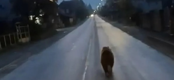 Ce s-a întâmplat cu ursulețul din Moisei