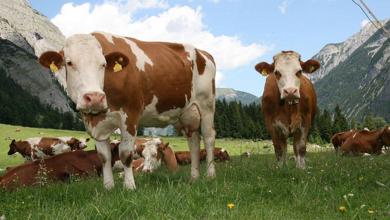 Sprijin financiar în valoare de peste 51 de milioane de lei pentru crescătorii de bovine. Peste 350 de beneficiari în județ