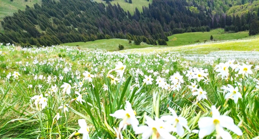 Un covor alb de narcise îi așteaptă pe iubitorii de natură în Parcul Național Munții Rodnei