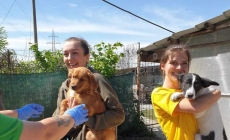 Patrupezi răsfățați la Adăpostul public de câini