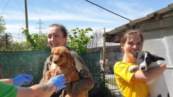 Patrupezi răsfățați la Adăpostul public de câini